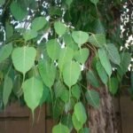 Ashwattha Stotram lyrics in telugu